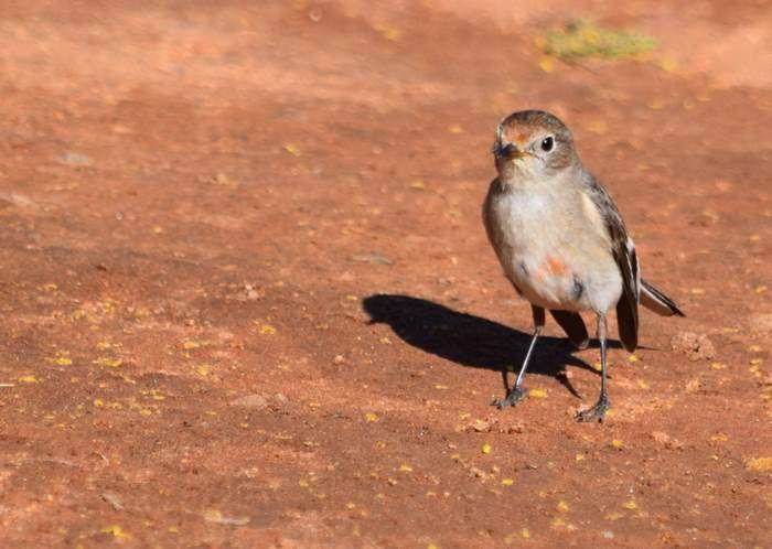 Robin red capped Sep 2020 03.JPG